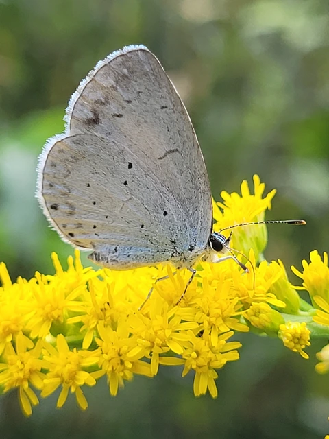 Celastrina argiolus - bengeboglárka