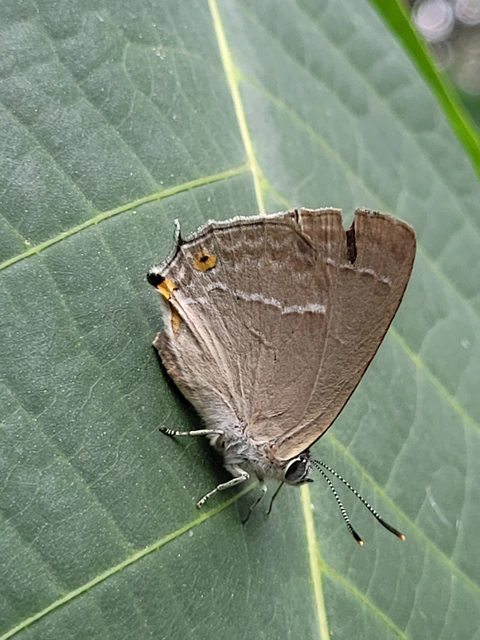 Neozephyrus quercus - tölgyfalepke