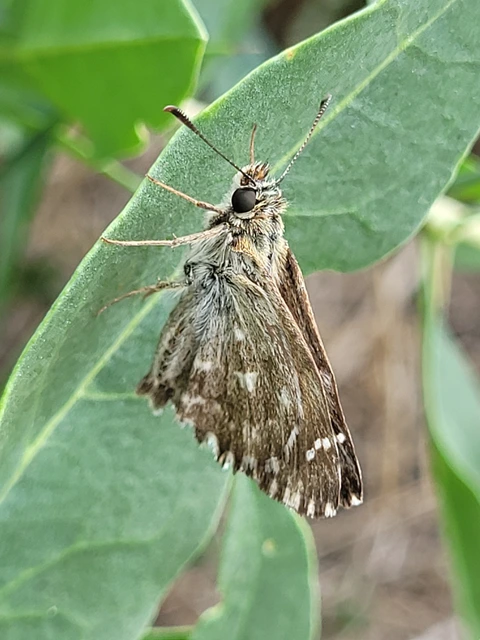 Carcharodus alceae - mályva-busalepke