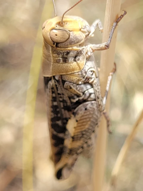 Calliptamus italicus - olaszsáska