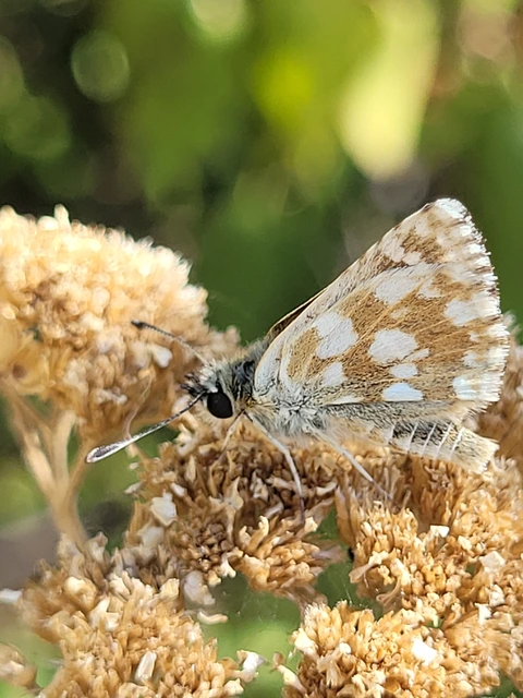 Spialia orbifer - törpe busalepke