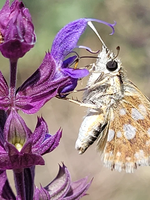 Spialia orbifer - törpe busalepke