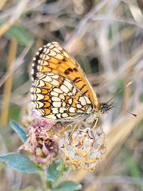 Melitaea athalia - közönséges tarkalepke