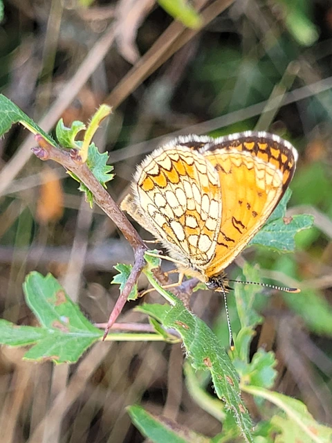 Melitaea athalia - közönséges tarkalepke