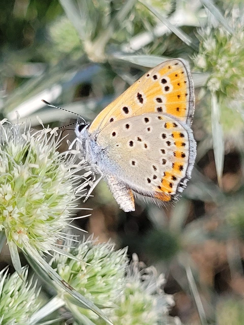 Lycaena thersamon - kis tűzlepke