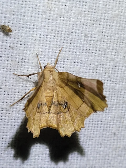 Selenia lunularia - egyfoltos holdasaraszoló