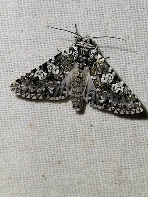 Lamprosticta culta - hármasfoltú bagoly