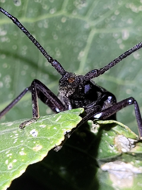 Aegosoma scabricorne - diófacincér