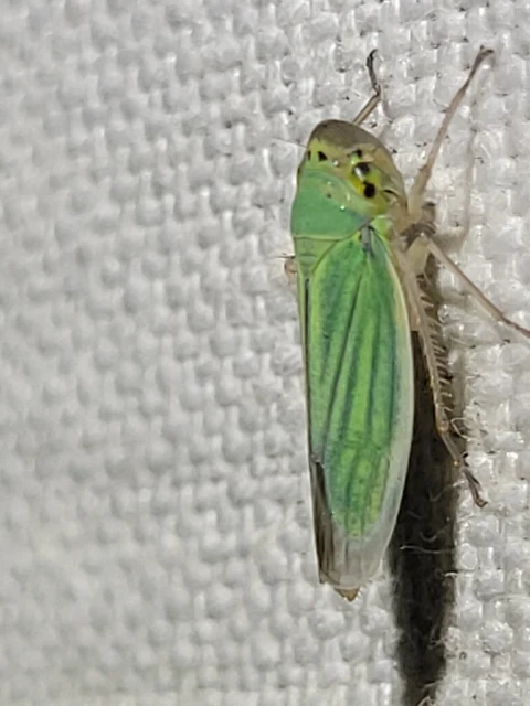 Cicadella viridis - méregzöld kabóca