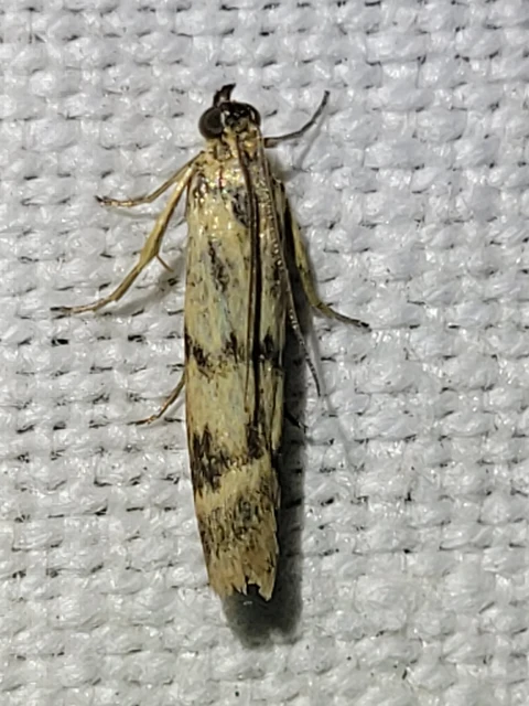Homoeosoma sinuella - agyagsárga karcsúmoly