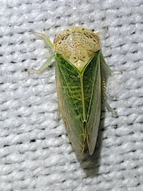 Iassus