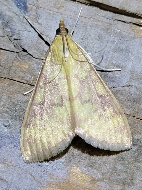 Ostrinia nubilalis - kukoricamoly
