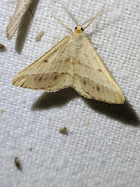 Tephrina arenacearia - lucerna-araszoló