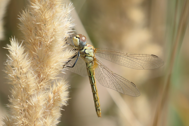 Sympetrum fonscolombii - vándor katona-szitakötő