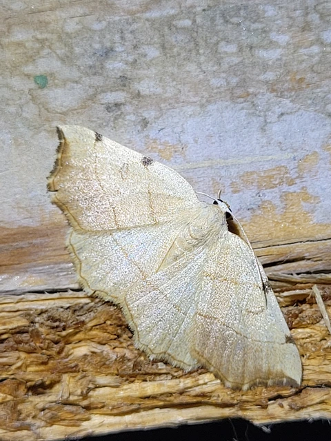 Eilicrinia trinotata - háromjegyű araszoló