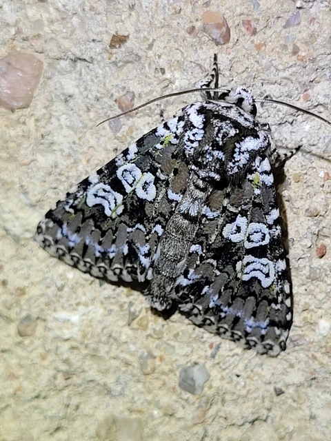Lamprosticta culta - hármasfoltú bagoly
