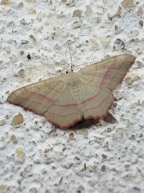 Rhodostrophia vibicaria - pirosszélű araszoló