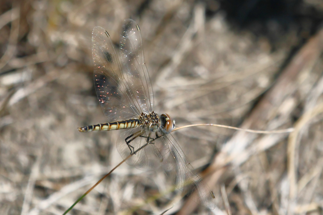 Selysiothemis nigra - vándor árnyszitakötő