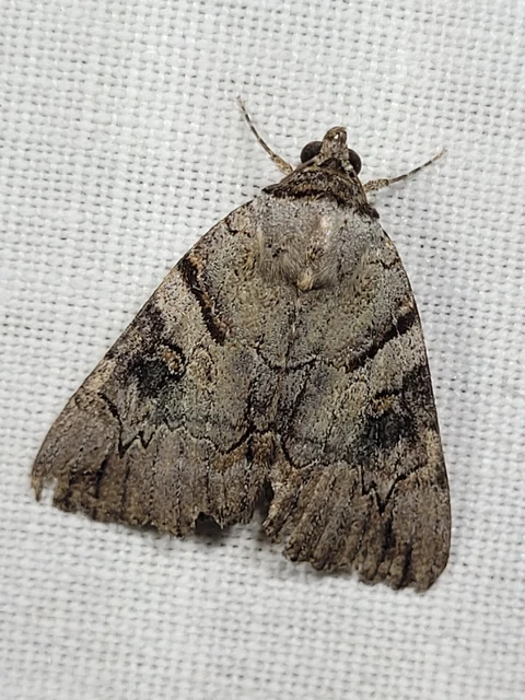Catocala hymenaea - kökény-övesbagoly