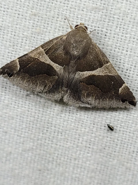 Dysgonia algira - déli porcelánbagoly