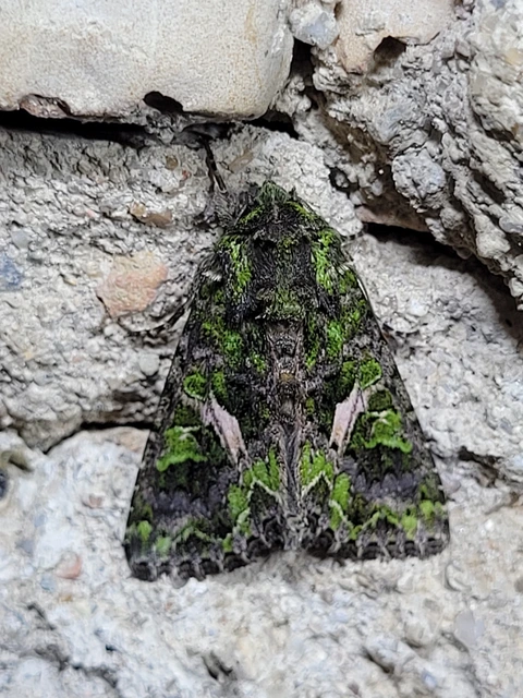 Trachea atriplicis - nyári zöldbagoly