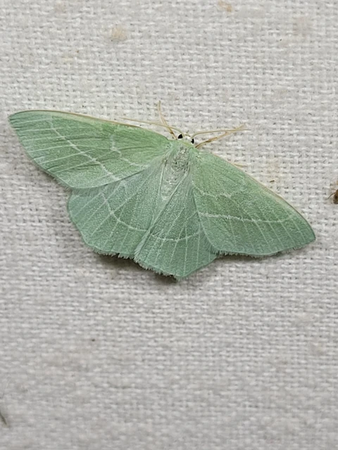 Hemistola chrysoprasaria - kékes zöldaraszoló