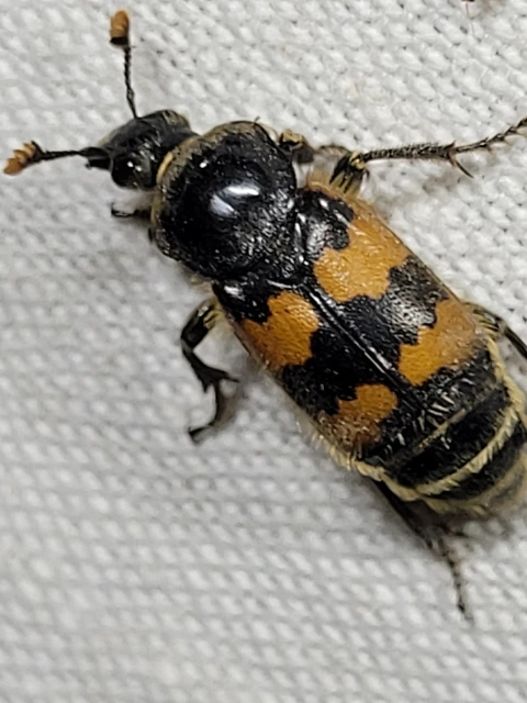 Nicrophorus vespillo - közönséges temetőbogár