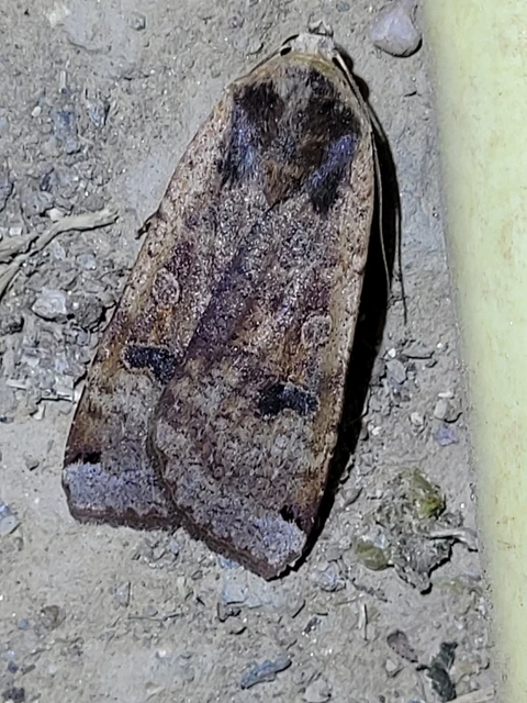 Noctua pronuba - nagy sárgafűbagoly