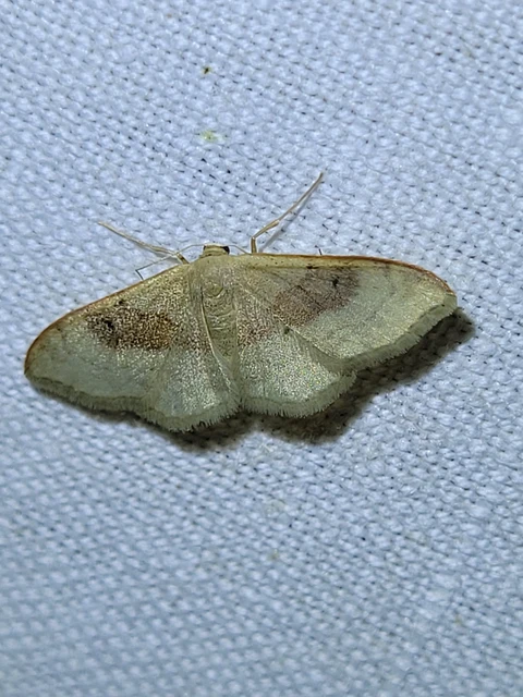 Idaea degeneraria - barnasávos araszoló