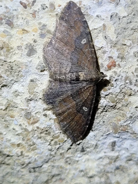 Orthonama obstipata - vándoraraszoló