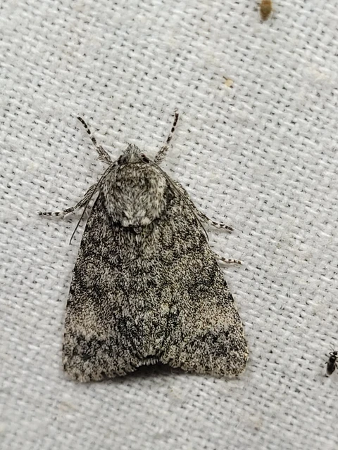 Acronicta megacephala - nagyfejű szigonyosbagoly