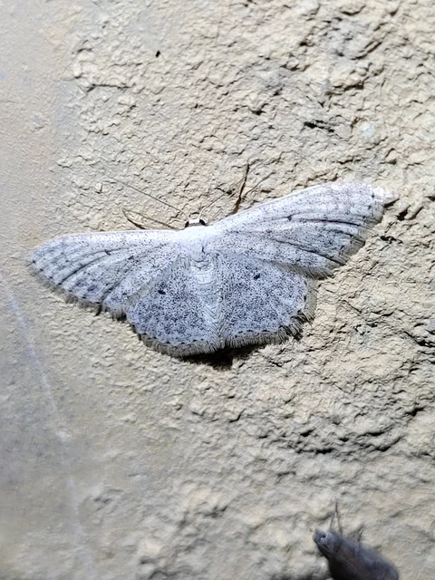 Scopula marginepunctata - pettyes sávosaraszoló