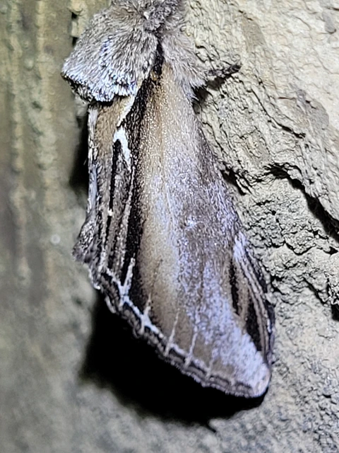 Pheosia tremula - nyárfa-púposszövő