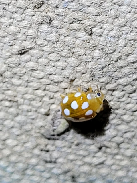 Vibidia duodecimguttata - tizenkétcseppes füsskata