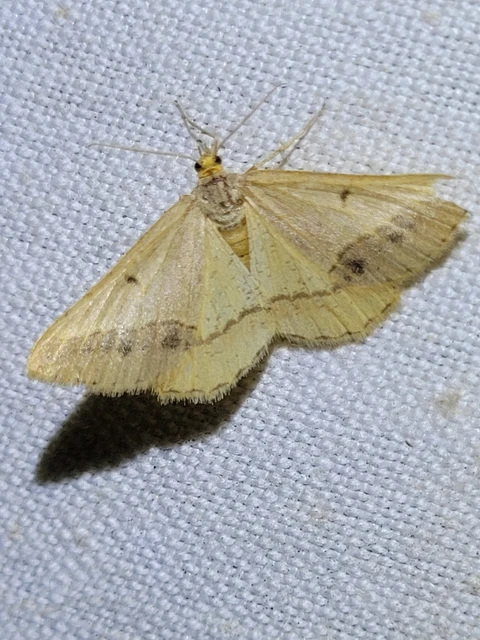 Tephrina arenacearia - lucerna-araszoló