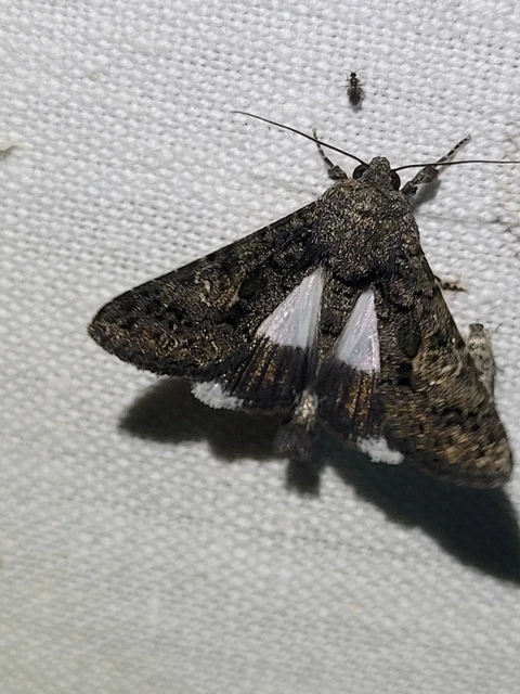 Anophia leucomelas - déli folyófűbagoly
