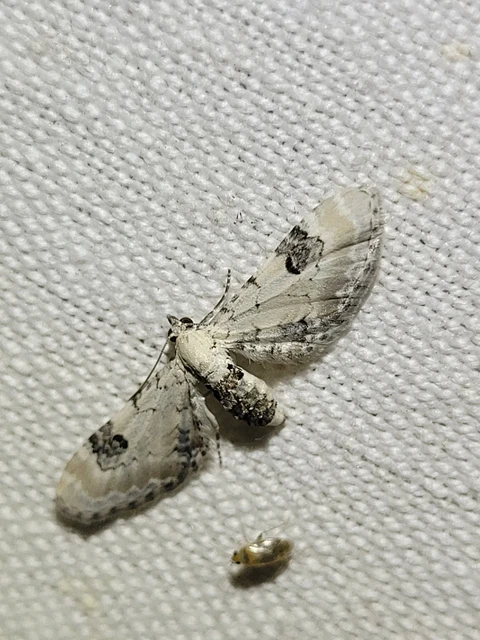 Eupithecia centaureata - búzavirág-törpearaszoló