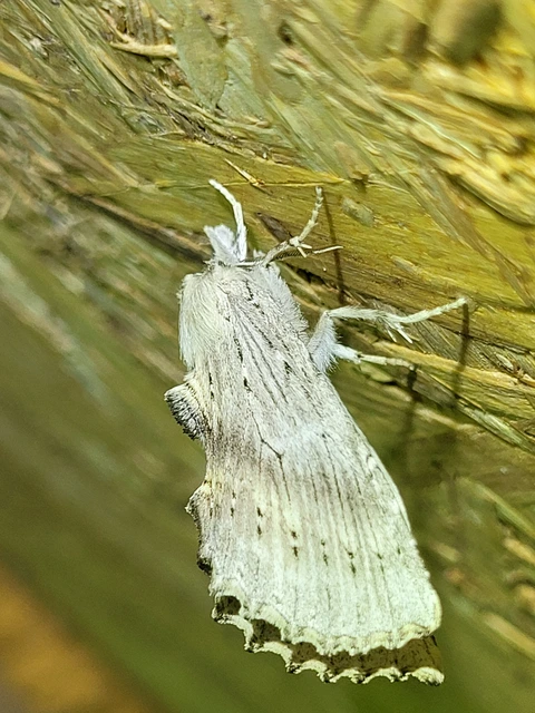Pterostoma palpina - csőrös púposszövő