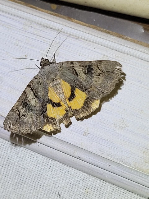 Catocala hymenaea - kökény-övesbagoly