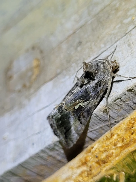 Autographa gamma - gammalepke