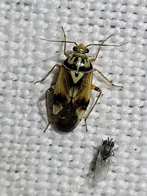 Lygus pratensis - változó mezeipoloska