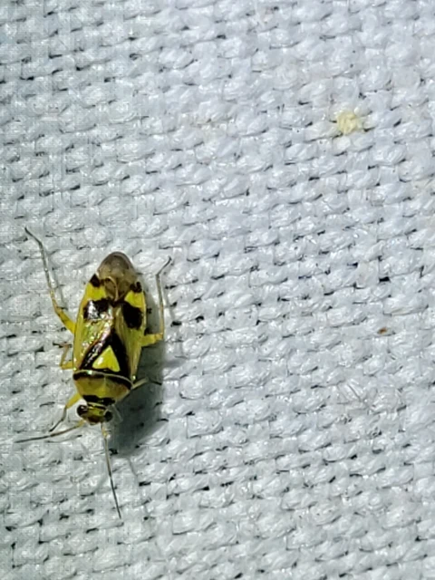 Orthops