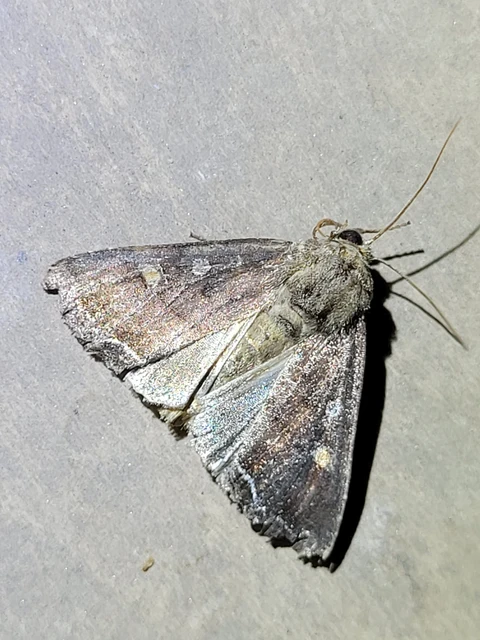 Lacanobia oleracea - saláta-kertibagoly