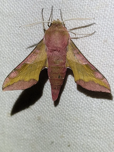 Deilephila porcellus - piros szender