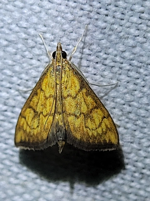 Ecpyrrhorrhoe rubiginalis - rozsdavörös tűzmoly