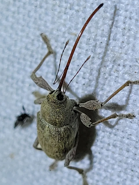 Curculio elephas - gesztenyezsuzsóka