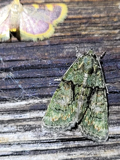 Cryphia algae - sárgászöld zuzmóbagoly