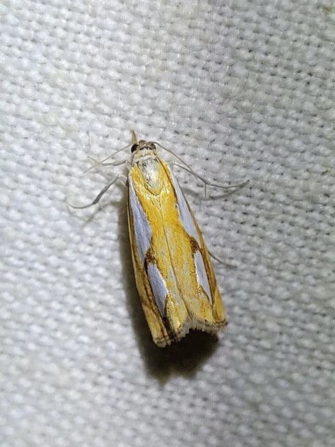 Catoptria pinella - ezüstös fűgyökérmoly