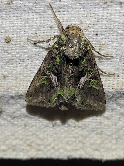 Trachea atriplicis - nyári zöldbagoly