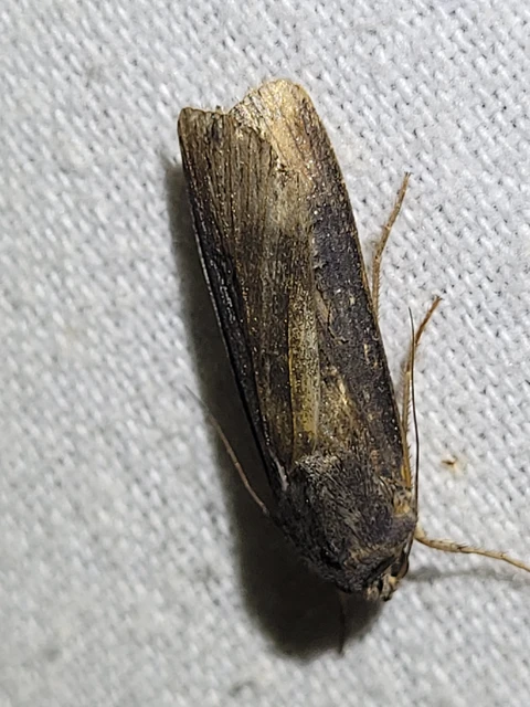 Agrotis ipsilon - nagy földibagoly